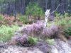 17_002 Landes.jpg